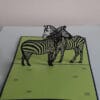 pop-up zebra's